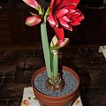 odmiana 'Double Dragon' - 25 stycznia 2009 #amarylis #DoubleDragon #Hippeastrum #hydroponika