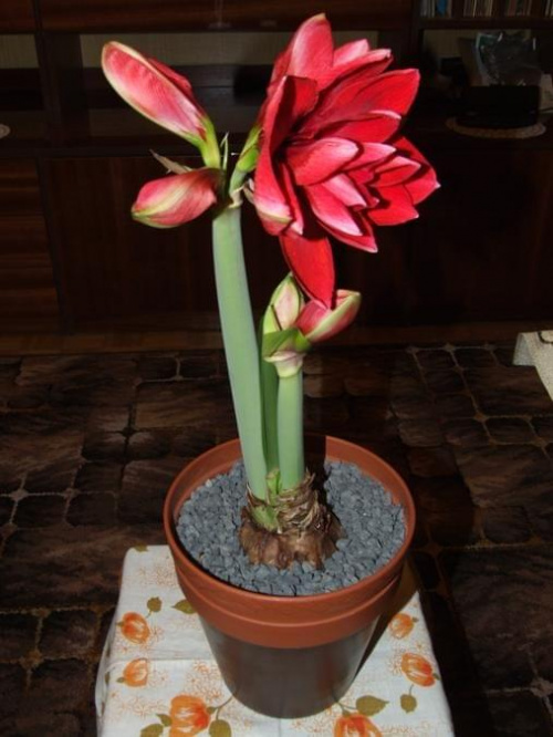 odmiana 'Double Dragon' - 25 stycznia 2009 #amarylis #DoubleDragon #Hippeastrum #hydroponika