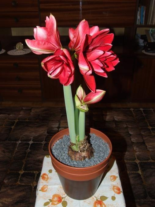 odmiana 'Double Dragon' - 26 stycznia 2009 #amarylis #DoubleDragon #Hippeastrum #hydroponika