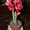 odmiana 'Double Dragon' - 26 stycznia 2009 #amarylis #DoubleDragon #Hippeastrum #hydroponika