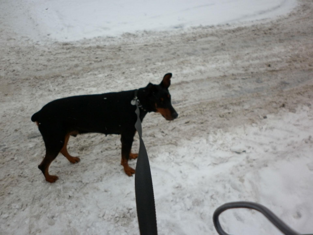 Dobcio na śniegu #adopcja #Dobek #Doberman #pies #pomoc #schronisko