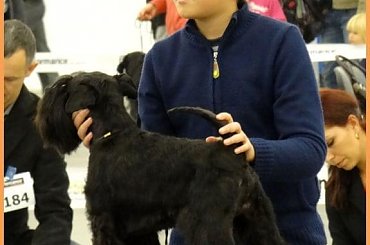 kielce2011 #champion #pies #sznaucer #wystawy #zibi