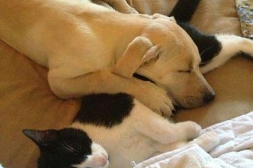 #galeria #Homer #labrador #pies #zdjęcia