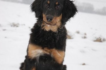 Jangla Królewska Kraina #hovawart