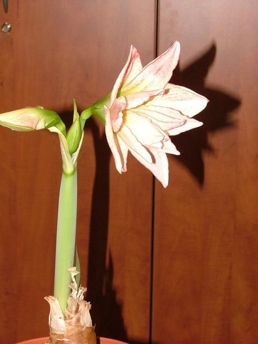 odmiana 'Aphrodite' - 2 lutego 2009 #amarylis #Aphrodite #Hippeastrum #hydroponika