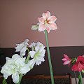 hippeastrum