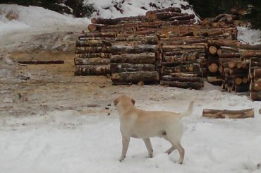 #Homer #labrador #pies #zdjęcia #galeria