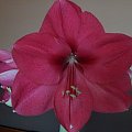 hippeastrum