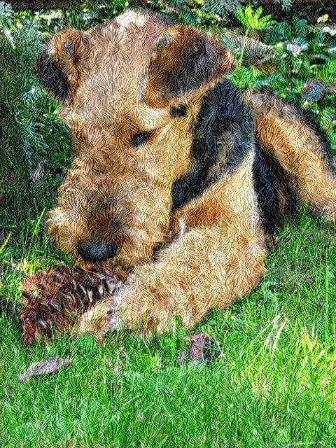 #Airedale #Terier #Pies
