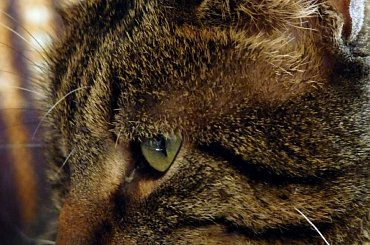 Romek #kot #koty #portret #zwierzę #natura #przyroda