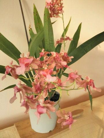 Oncidium