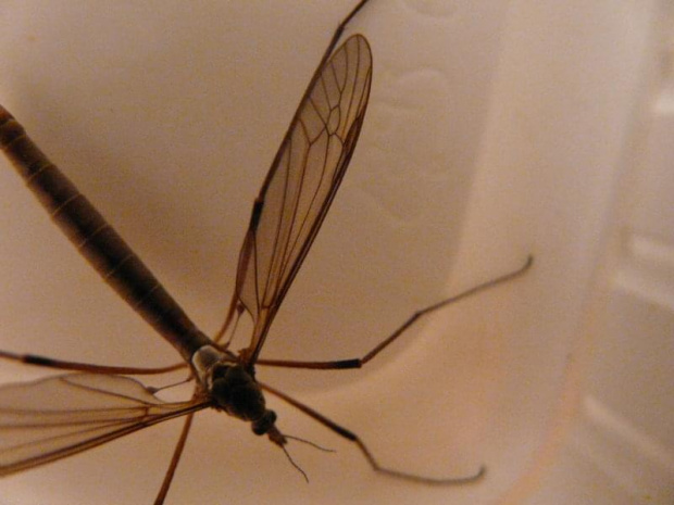 komarnica #makrofotografia #owady