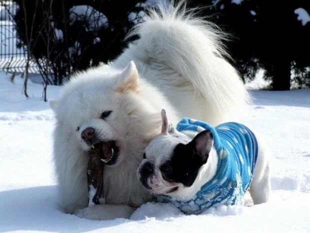 #SamoyedBuldogBuldożekSamojed