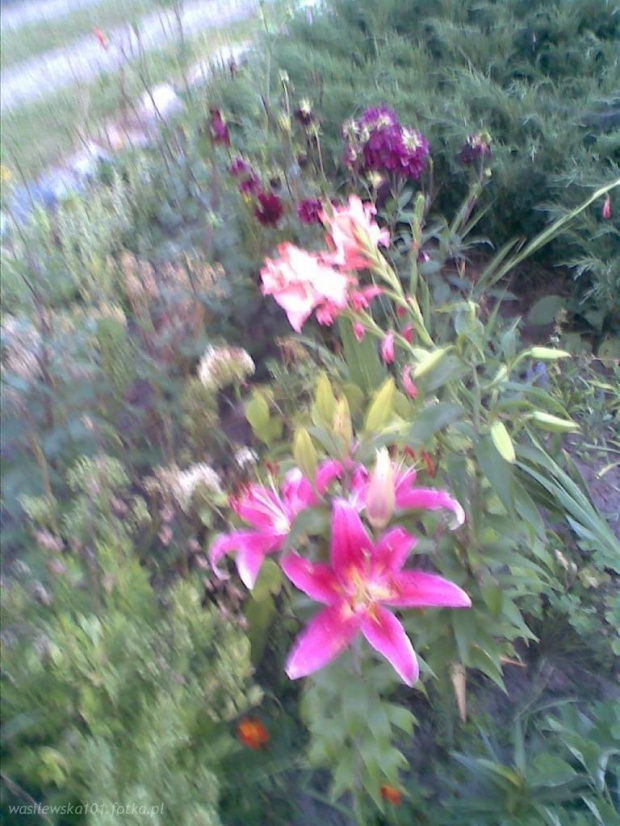 lilia z daliami