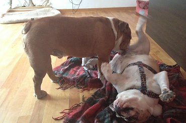 #buldog #FioletoweForum #forum