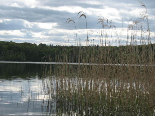 Białokosz, oklice Poznania #przyroda