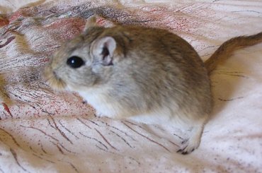 Futrzaki tu i tam:) czyli wszędzie nas pełno:) #Myszoskoczki