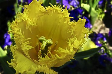 Tuli - pan... #evasaltarski #kwiatek #tulipan #wiosna