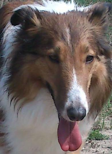 collie