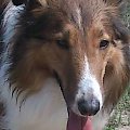 collie