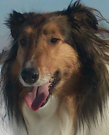 collie