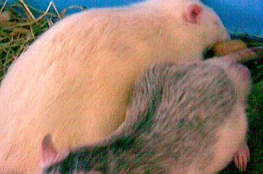 #szczury #piękne #chyna #szczur