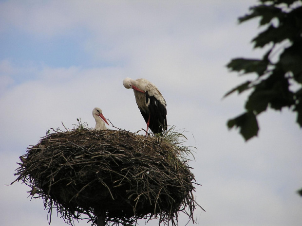 POLESIE - Pojezierze Łęczyńsko - Włodawskie #Polesie