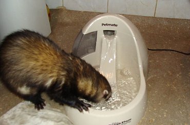 poidło Trixie Fresh Flow Deluxe + Aki i Stfforek ;p #fontanna #fretka #poidło #woda