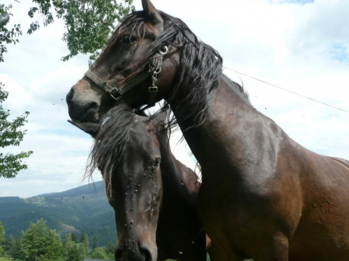 #zwierzęta #konie