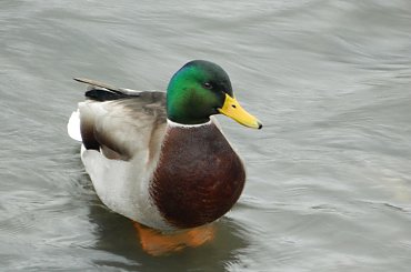 #natura #przyroda #zwierzęta #ptaki #kaczka #rzeka