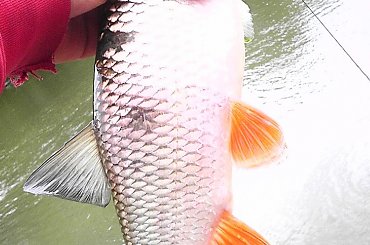 #bolek #bromba #Kleń #klucha #KulaLucjanRybkiBoleń #rapa #rzeszów #salmo #spining #trill #wedkarstwo #wisłok