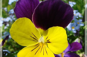 #bratki #kwiatki #ogród #wiosna