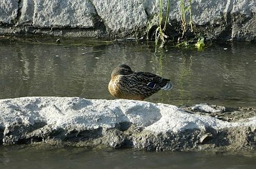 #natura #przyroda #zwierzęta #ptaki #kaczki #rzeka