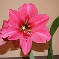 Hippeastrum Herkules