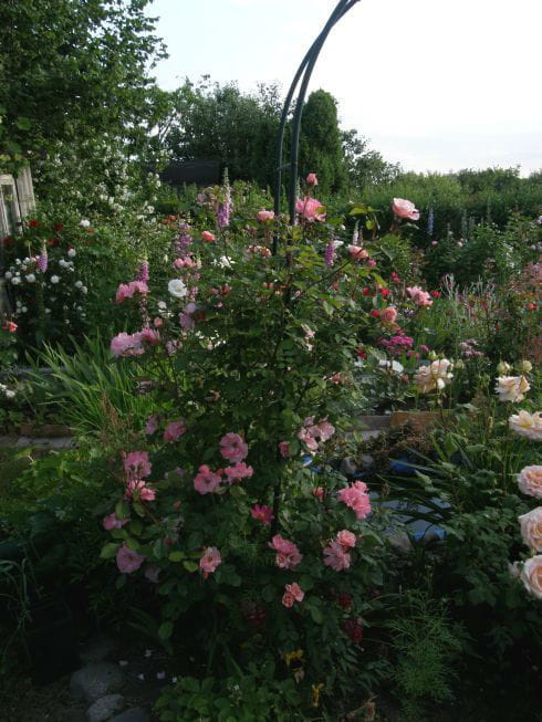 Clair Matin #kwiaty #lato #róże