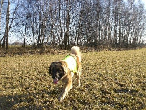 leonberger, leonbergery, Delicja Apteka Natury #leonberger #leonbergery #DelicjaAptekaNatury