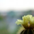 #KaktusPrzyrodaKwiatyKwiat