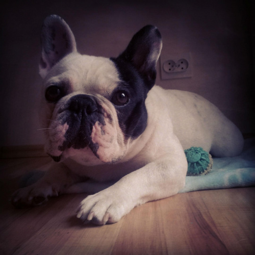 VALENTINO de Ficca #InstagramSamoyedBulldog