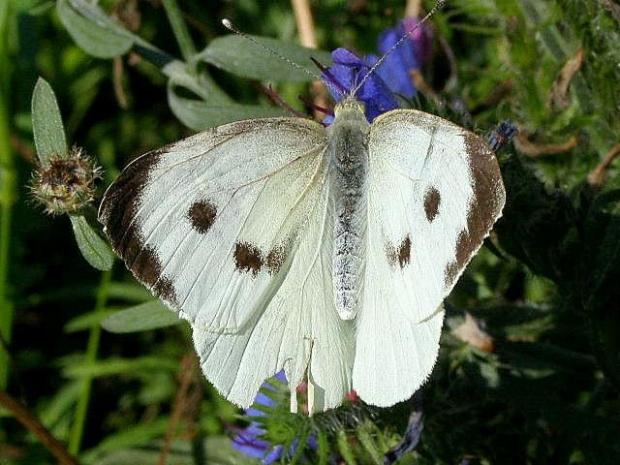 Large White