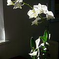 dendrobium