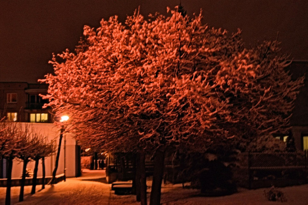 Zdjęcie zasypanego drzewa w Zamościu :D #Drzewo #światło #zima #śnieg #lampa #Zamość