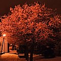 Zdjęcie zasypanego drzewa w Zamościu :D #Drzewo #światło #zima #śnieg #lampa #Zamość