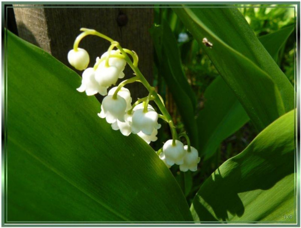 w moim ogrodzie.... #ogród #kwiaty #roślinki #konwalie #wiosna #zapach