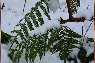 Zaskoczona, że...? #jesień #śnieg #paproć