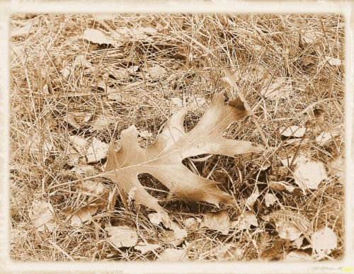 ...już jak wspomnienie #liść #jesień #NaTrawie