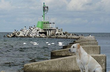 Górki Zachodnie,Ness na tle falochronu pełnego kormoranów #przeróbki #inaczej #Ness #labrador #falochron #GórkiZachodnie #morze #kormorany