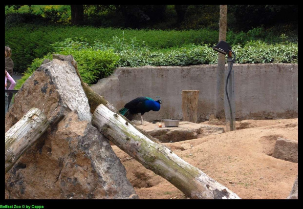 Belfast Zoo - 07/06/2008