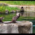 Belfast Zoo - 07/06/2008