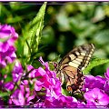 Floksy w moim ogrodzie, motyle szaleją #kwiaty #floksy #WOgrodzie #lato #zapach