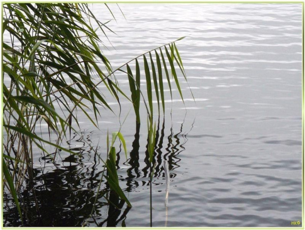 Jez. Otomino - odbite w wodzie #JezioroOtomino #roślinność #mokro #woda #Gdańsk